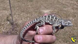 Blunt Nosed Leopard Lizards Released [upl. by Enimzaj456]