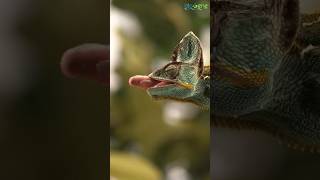 chameleon hunting its prey ✨🦎viral youtube fypシ animals biology online [upl. by Lyns]