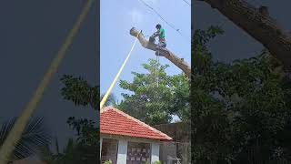 Sabarinathan tree cutter pattukkottai 8072635013 tree cutter service Tamilnadu [upl. by Nwahsel]