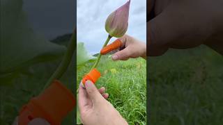 Finger cutting blade for flower and fruits 🤯😱💨shorts shortvideo [upl. by Latham]