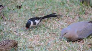 How aggressive can Pintailed Whydah be Watch and see [upl. by Gniliem223]