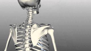 Scapula and Clavicle  Shoulder Girdle  Anatomy Tutorial [upl. by Trilbi]