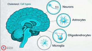 The Delicate Balance of Brain Cholesterol Animation [upl. by Hamas]