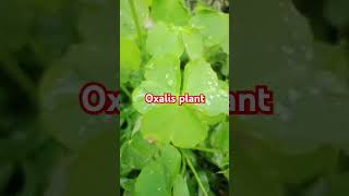 Oxalis plant ☘️☘️ytshorts medicine [upl. by Ellehcirt]