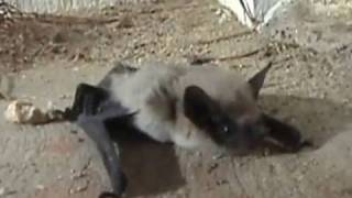 Western Pipistrelle Bat on Front Porch [upl. by Enelyad931]