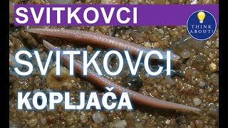 💡 24 SVITKOVCI KOPLJAČA  pitanja za učenje i ponavljanje 7 razred 💡 [upl. by Aifoz]