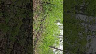 more day 5 Pa spring gobbler season with a little rant [upl. by Sanferd]