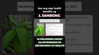 SAMBONG HEALTH BENEFITS TAGALOG  10 herbal plants approved by DOH alternativemedicine [upl. by Sims]