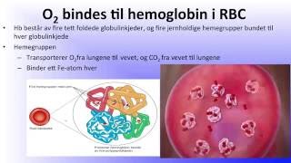 Blodet Hemoglobin og hematopoiese [upl. by Gregrory]