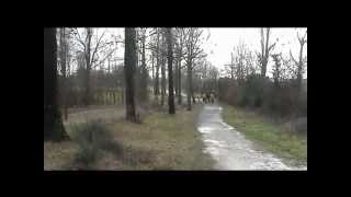 roche2010wmv [upl. by Atekehs]