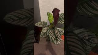 BEAUTIFUL CALATHEA ORNATA [upl. by Acimak]