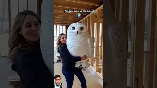 Three Largest owls in the world owl birds animalshorts [upl. by Annoif]