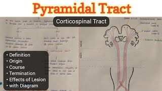 Pyramidal Tract  Corticospinal Tract  Descending Tract  Nervous System [upl. by Zoa]