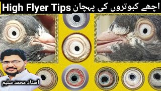 High Flyer Pigeon Selection Tips [upl. by Zeiger]