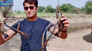 Scampi prawn Farming harvestMacrobacrium rosenbergiibig size at Aj Fisheries India [upl. by Caralie12]