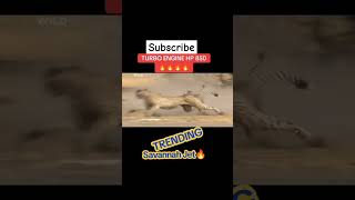 Mr warthog speed 🤣 🤣 subscribe duet viralshorts trending animals wildlife [upl. by Sadowski]