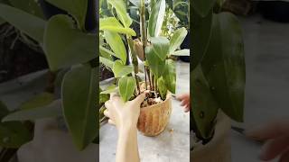 Dendrobium grafting with best techniques short plants orchid garden [upl. by Ahseila518]