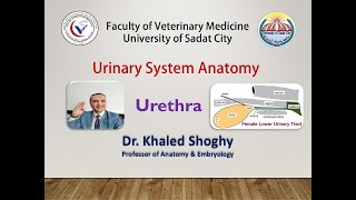 Urinary system 3 Urethra by Dr Khaled Shoghy [upl. by Albina]