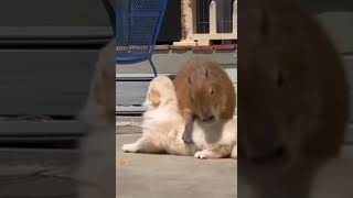 Puppy wants to play with capybara 😁 puppy cute cuteanimals [upl. by Ikila]