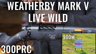 WEATHERBY MARK V LIVE WILD 4K [upl. by Grigson]