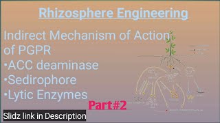 Rhizosphere Engineering  Indirect Mechanism of PGPR  ACC Deaminase  Part2  SukheraIllustratorz [upl. by Ellecram]