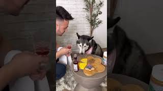 Preparando una Cena Elegante para Mi Husky ¡Mira su Reacción 👀😳 [upl. by Dietrich]