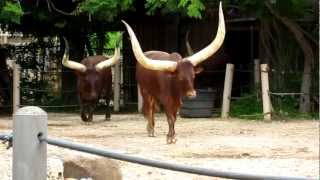 Ankole Cattle Feeding at the Houston Zoo [upl. by Aja350]