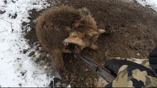 Catching Coyotes In Winter Coyote Kills Again Trapping Trapping WinterConditions  RedFox Farm [upl. by Are]