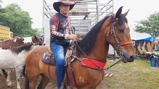 FEIRA DE CAVALOS EM CARUARUPE 19092023 nordeste [upl. by Yrtnahc604]