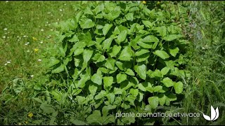 Mélisse officinale  plante aromatique à lodeur citronnée  Truffaut [upl. by Sivad960]