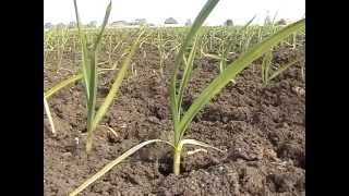 Video sul ciclo di produzione dellAGLIO ROSSO DI NUBIA Trapani 2004 [upl. by Maller]