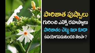 పారిజాత పుష్పాల గురించి మీకు తెలియని రహస్యాలు  parijat plant benefits in telugu  Parijatha Flower [upl. by Nirehtak]