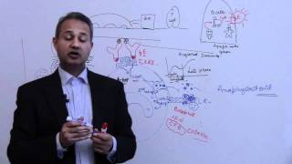 Immunology Basophil Mast Cells Lecture 4 Part 5 [upl. by Aland]