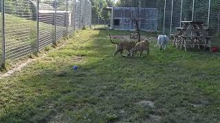 1 Three videos of Ginger reuniting with Charlotte and King  Shalom Wildlife Sanctuary [upl. by Suirauqed]