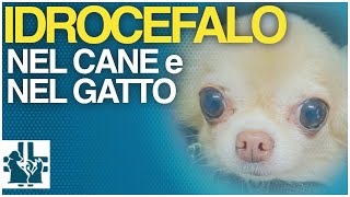 Idrocefalo nel cane e nel gatto [upl. by Seton]