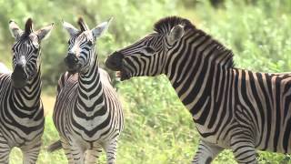 Zebras Fighting Slow Motion Kruger South Africa [upl. by Ellard]