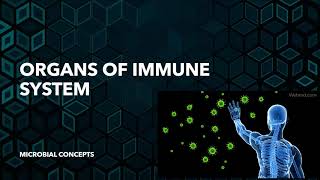 Organs of immune system  Immunology [upl. by Crespi]