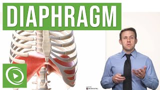 Anatomy of the Diaphragm  Lecturio Medical [upl. by Duthie]