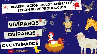 ANIMALES OVÍPAROS VIVÍPAROS Y OVOVIVÍPAROS PARA NIÑS [upl. by Sharona]