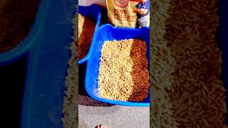 PINE PELLETS🌲🙀 catlitter drpol armandhammer comparison review [upl. by Fedirko]