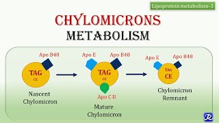 21Chylomicrons Metabolism  Lipid Metabolism  Biochemistry  NJOY Biochemistry [upl. by Lawford]