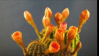 Echinopsis Hödingen Timelapse [upl. by Conley493]