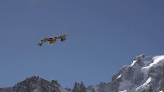 Un aigle vole avec une caméra quotembarquéequot des images exceptionnelles  2803 [upl. by Jaclyn691]