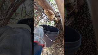 Collecting honey from forest nature youtubeshorts [upl. by Nyrmac]