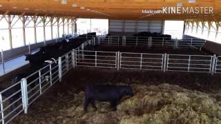 Overview of our cattle barn and feed lot used for black angus [upl. by Aicertap707]