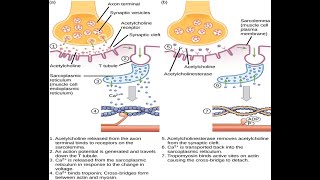 Muscle Part 4  Excitation Contraction Coupling DHP RyR Relationship Relaxation SERCA Pumps [upl. by Philippine111]