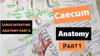 CAECUM ANATOMY  Large Intestine anatomy part 2  SUYASH SHUKLA [upl. by Lail]