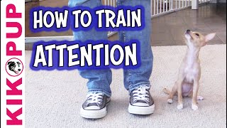 The Attention Noise  Puppy Training [upl. by Fletch963]