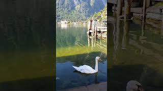 hallstattlake hallstatt austria travel europeantravel 2024 lake europeandestinations [upl. by Ettari]