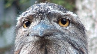 The extraordinary face of Australias Tawny Frogmouth [upl. by Bodnar652]